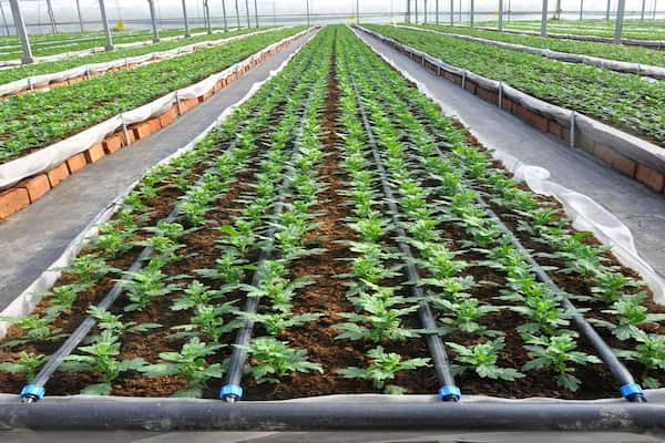 تصویر 3 از لوله آبیاری قطره‌ای 16 حلقه 400 متری + فروش عمده